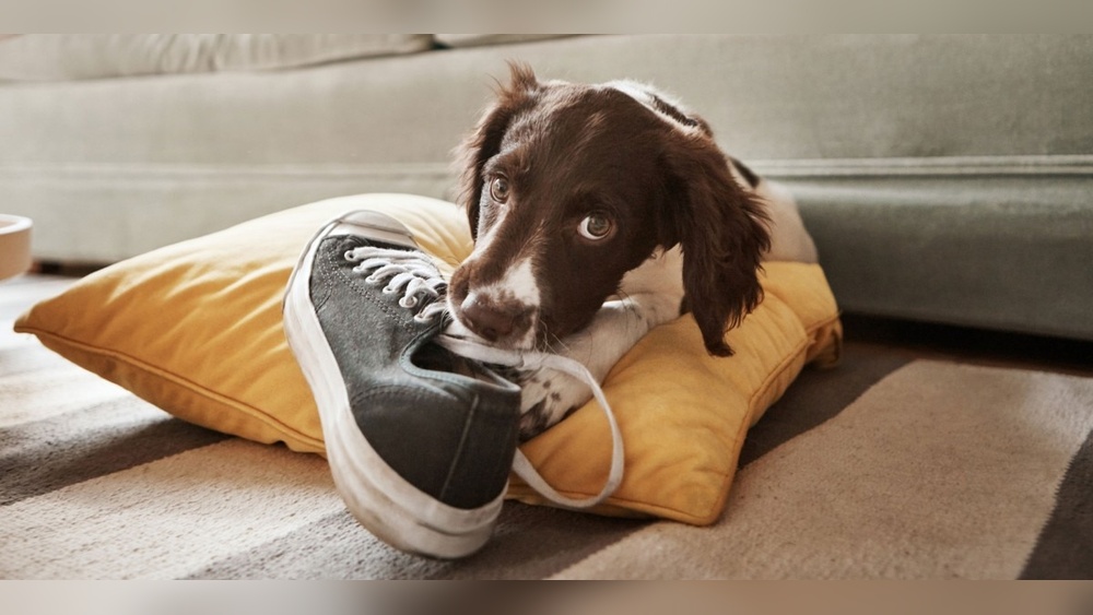 Why Do Dogs Like to Chew on Toys
