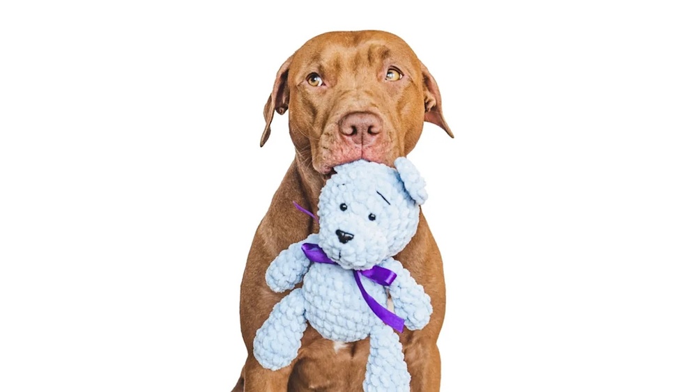 Why Do Dogs Like to Pull Stuffing Out of Toys