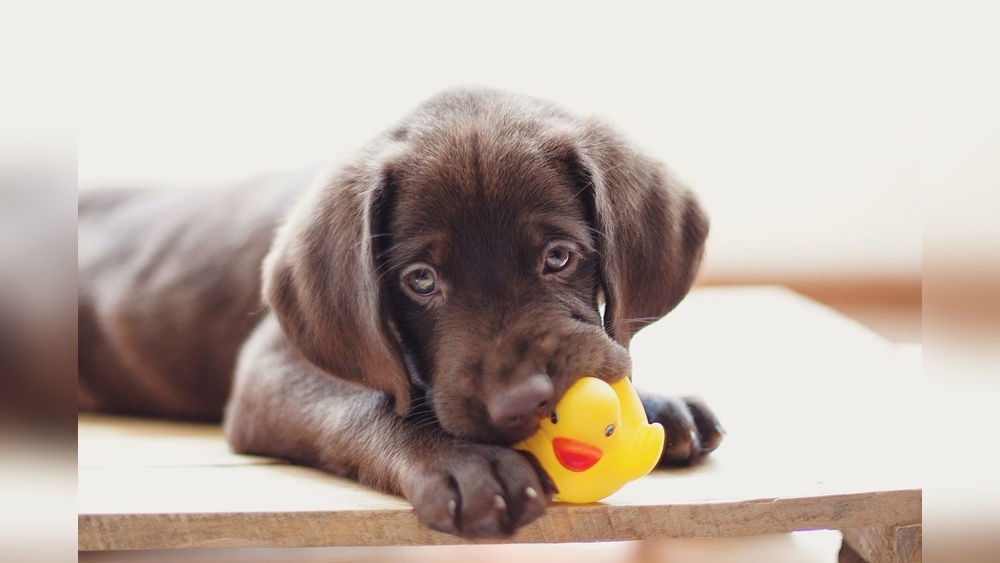 Why Do Dogs Like Toys That Squeak: Surprising Reasons Explained