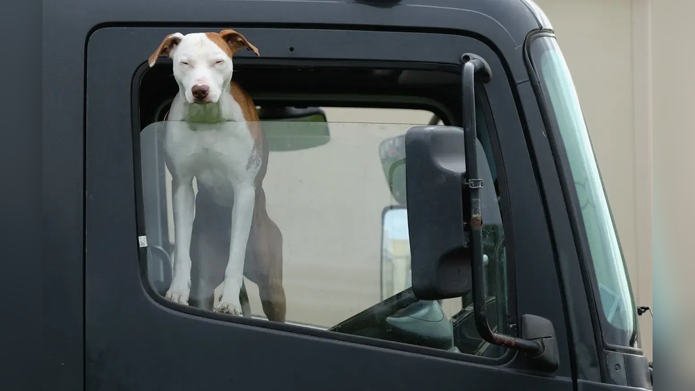 Why Do Dogs Stick Their Heads Out of Car Windows