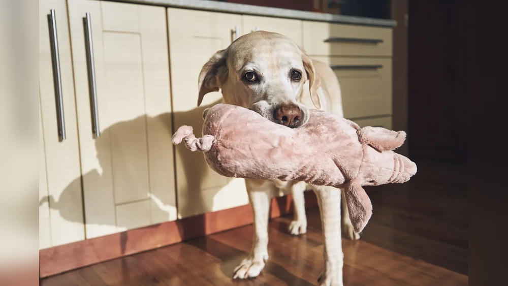 Why Does My Dog Bring a Toy to Bed: Surprising Reasons Explained