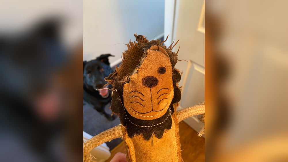 Why Does My Dog Eat His Toys: Surprising Reasons & Solutions