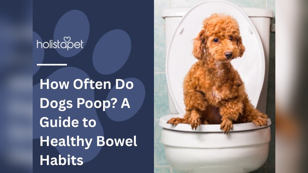 Why Higher Nutrition Food Makes Dogs Not Poop As Much