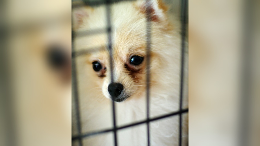 Why is Dog Breeding Bad