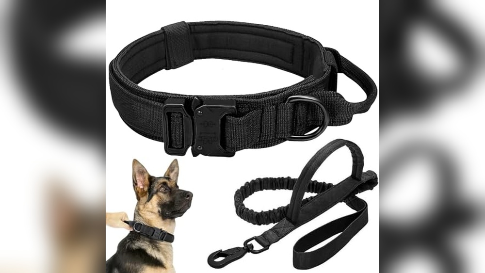 Best Dog Collars And Leashes for Training