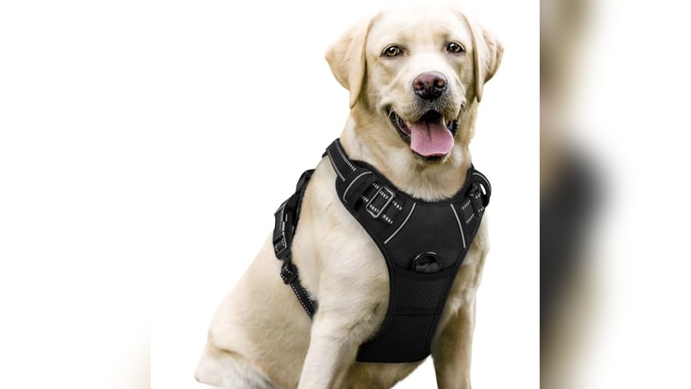 Best Dog Harness With Handle