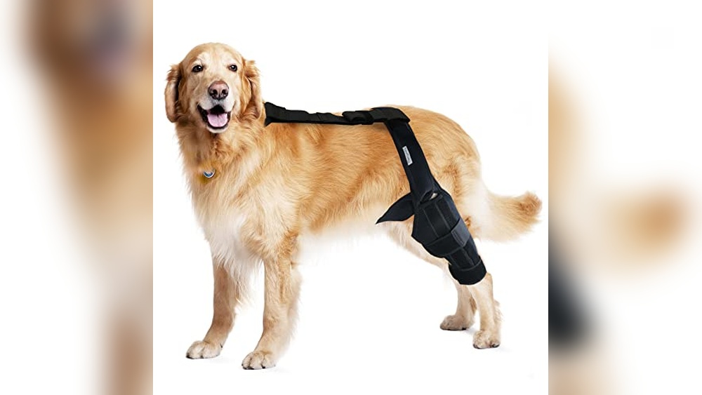 Best Dog Knee Brace for Torn Acl