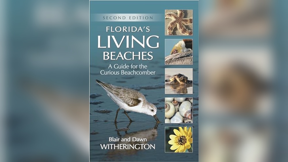 Best Florida Beaches for Dogs