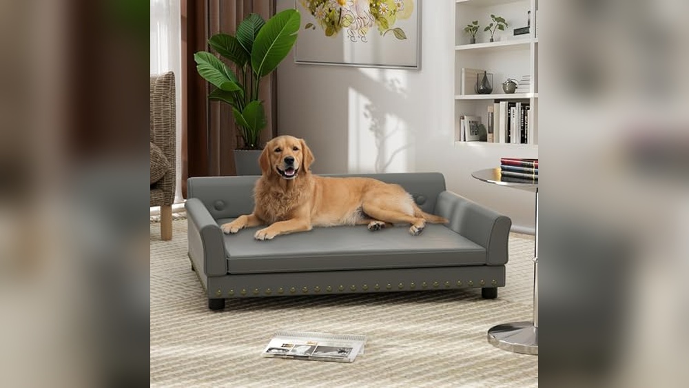 Best Type of Couch for Dogs